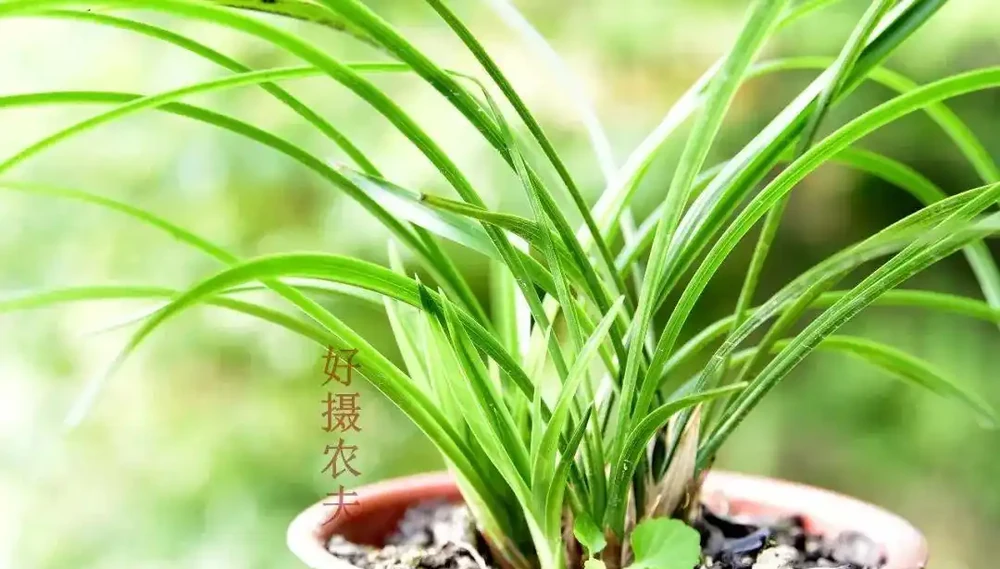 種植蘭花用什麼土?70%的蘭友不知道,這3種土養蘭花苗壯根肥花多