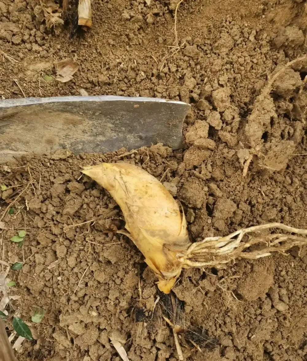 種植蘭花用什麼土?70%的蘭友不知道,這3種土養蘭花苗壯根肥花多