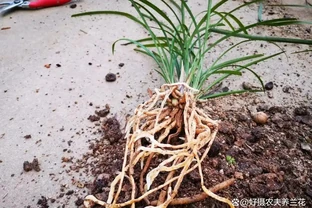 種植蘭花用什麼土？70%的蘭友不知道，這3種土養蘭花苗壯根肥花多