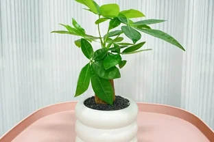 7、8月養發財樹，注意5點，不澆水也能長出新葉