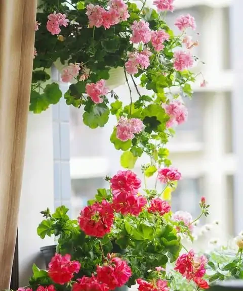 「陽臺有三花，非富即貴家」，3種花具體指什麼？趕緊安排上