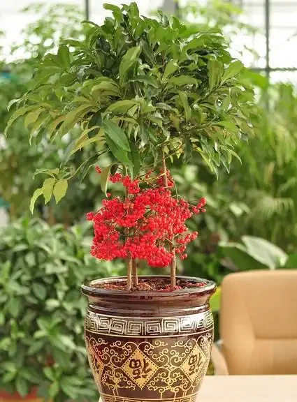 「陽臺有三花，非富即貴家」，3種花具體指什麼？趕緊安排上