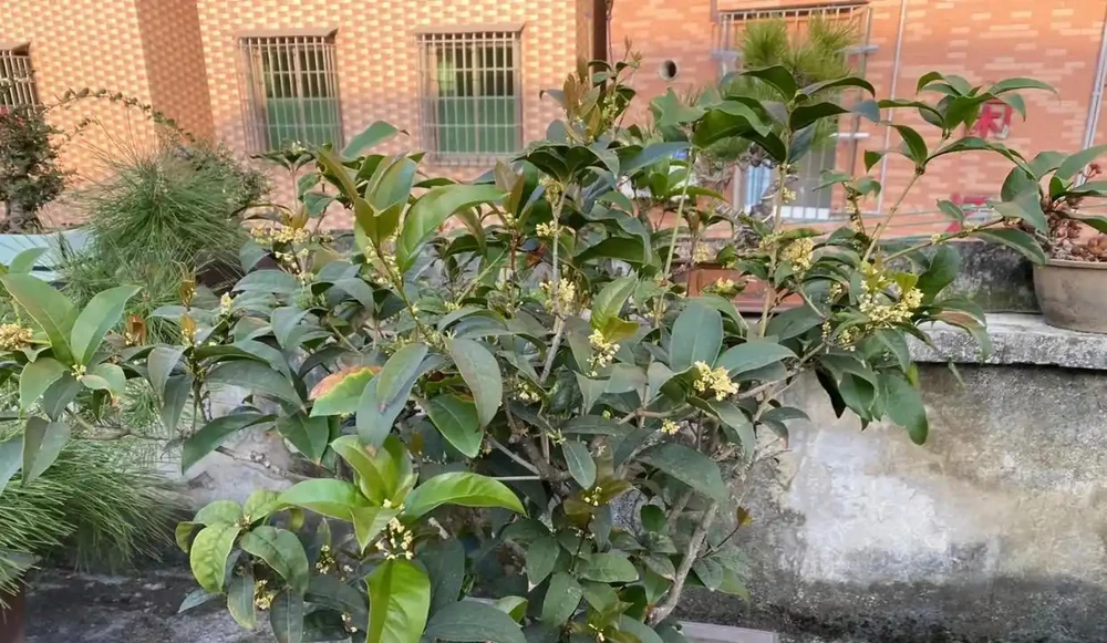 「陽臺有三花，非富即貴家」，3種花具體指什麼？趕緊安排上