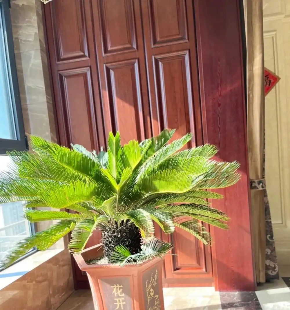 「陽臺有三花，非富即貴家」，3種花具體指什麼？趕緊安排上