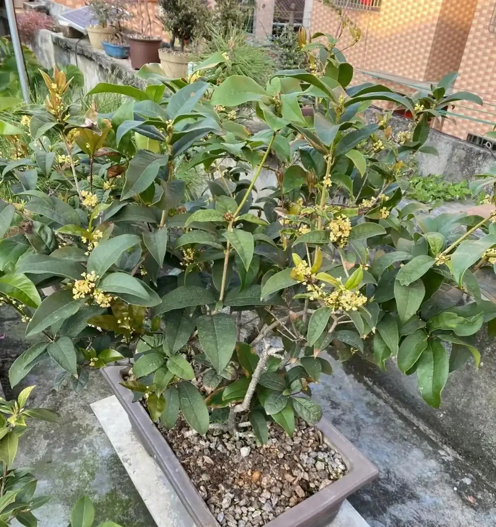 「陽臺有三花，非富即貴家」，3種花具體指什麼？趕緊安排上