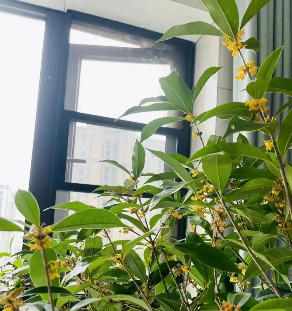 「陽臺有三花，非富即貴家」，3種花具體指什麼？趕緊安排上
