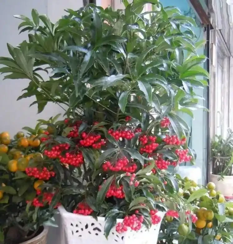 「陽臺有三花，非富即貴家」，3種花具體指什麼？趕緊安排上