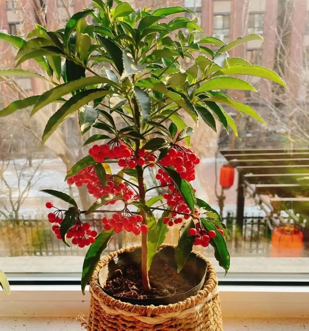 「陽臺有三花，非富即貴家」，3種花具體指什麼？趕緊安排上