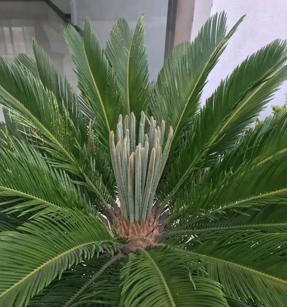 「陽臺有三花，非富即貴家」，3種花具體指什麼？趕緊安排上