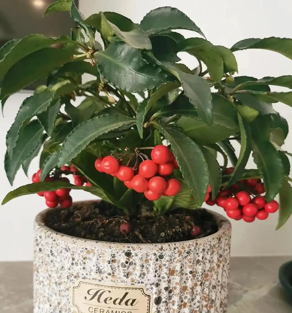 「陽臺有三花，非富即貴家」，3種花具體指什麼？趕緊安排上