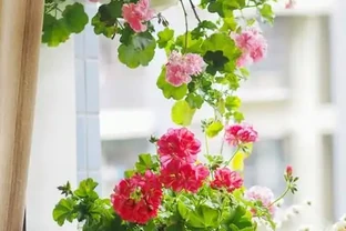 「陽臺有三花，非富即貴家」，3種花具體指什麼？趕緊安排上