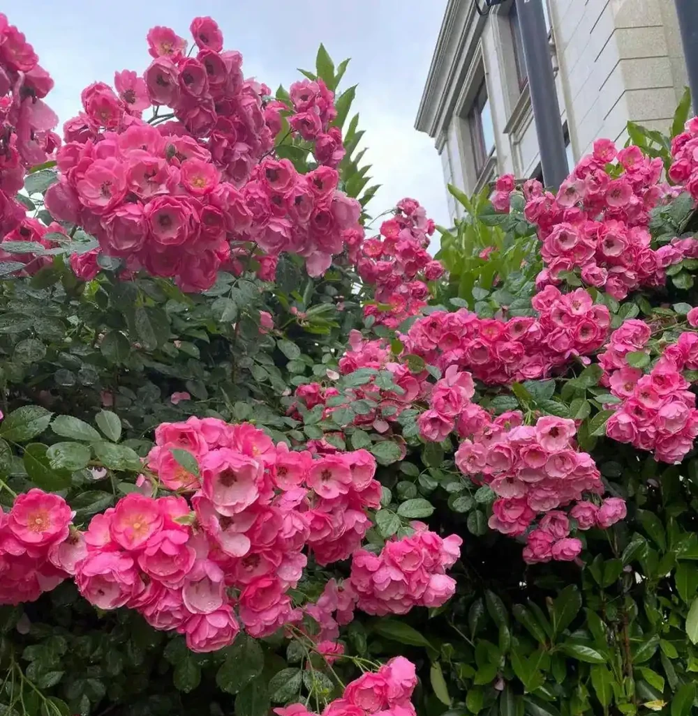 夏天開始,玫瑰花病蟲不斷,3種「綠色殺蟲劑」,噴上就好使!