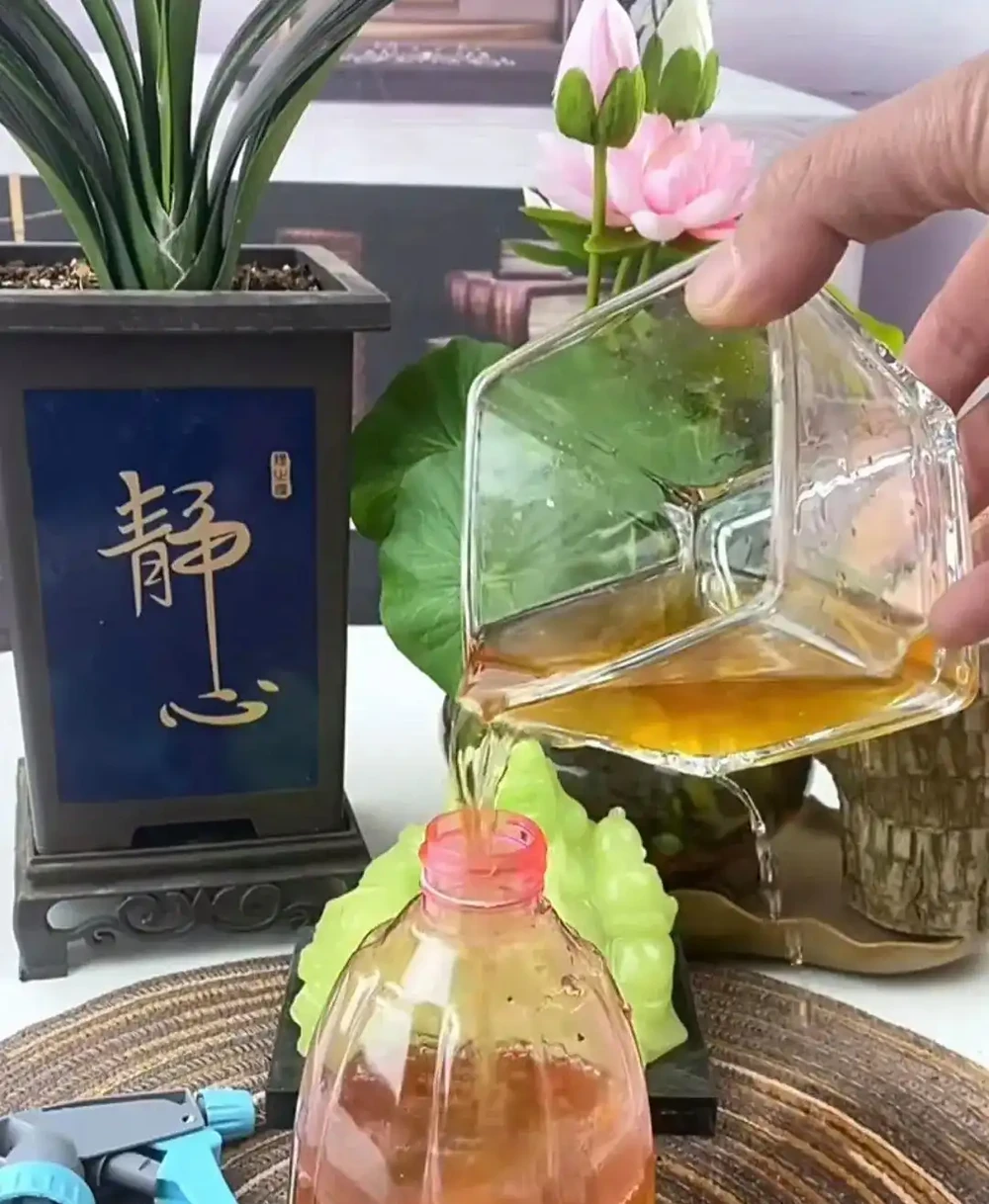 夏天開始,玫瑰花病蟲不斷,3種「綠色殺蟲劑」,噴上就好使!