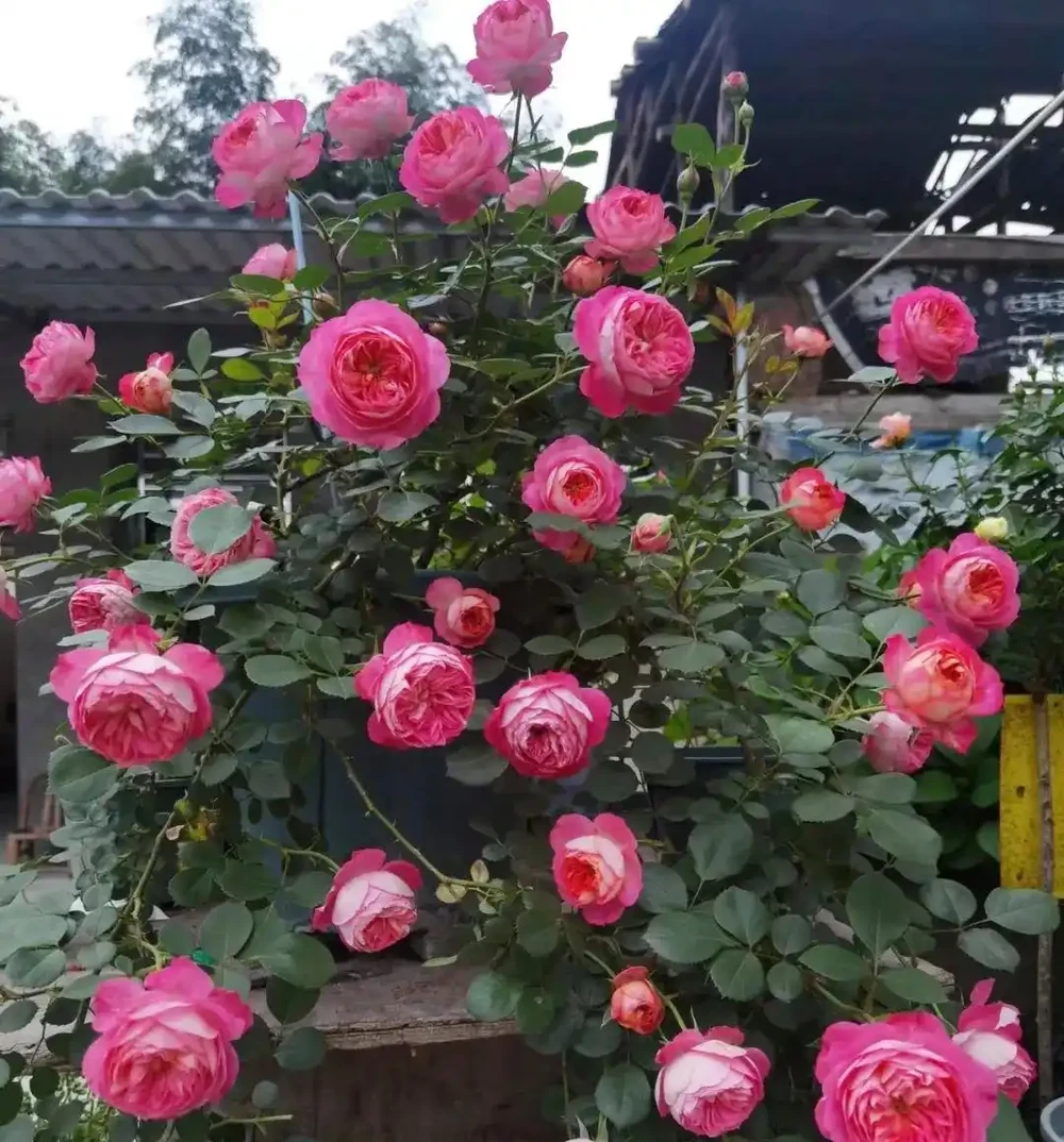 夏天開始,玫瑰花病蟲不斷,3種「綠色殺蟲劑」,噴上就好使!