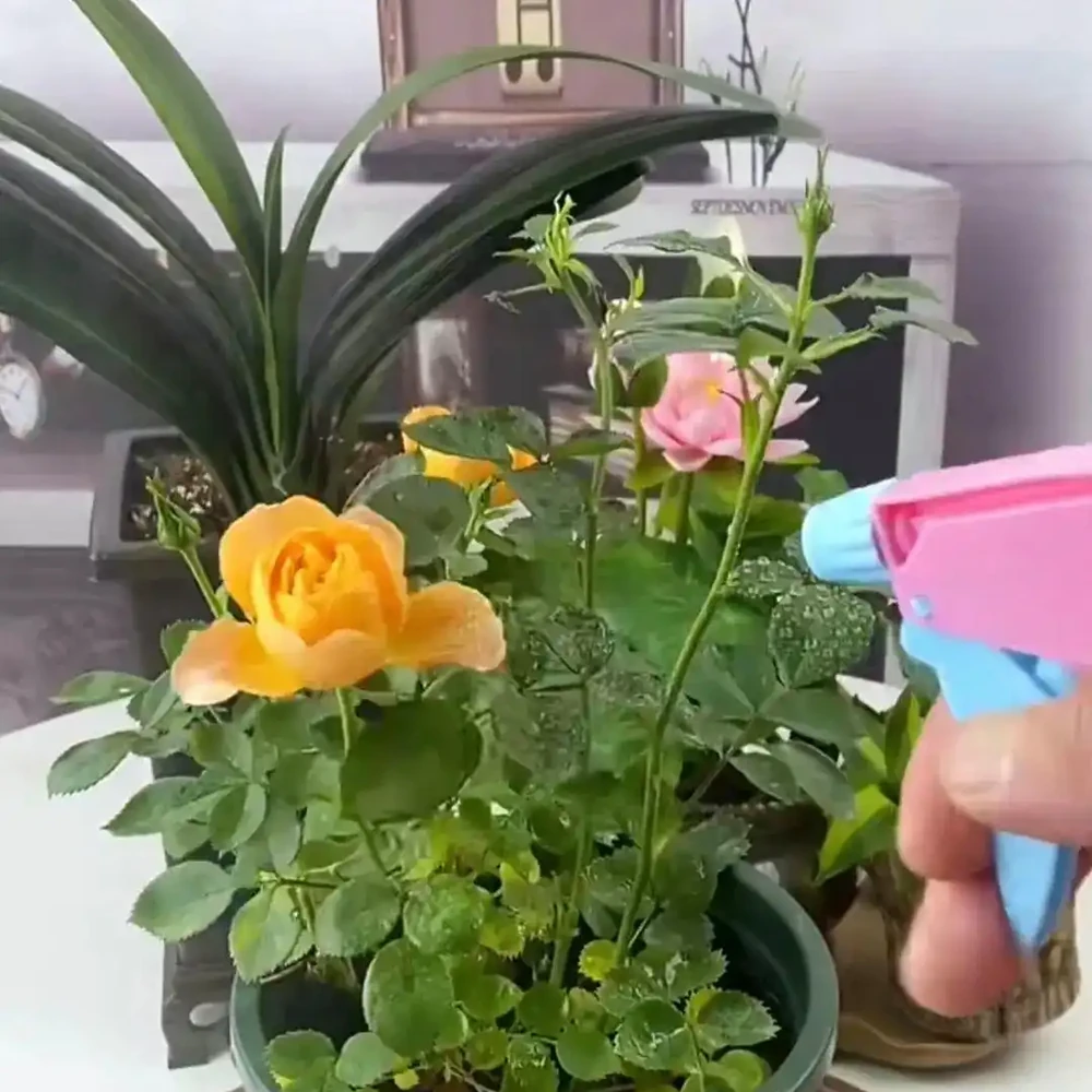 夏天開始,玫瑰花病蟲不斷,3種「綠色殺蟲劑」,噴上就好使!