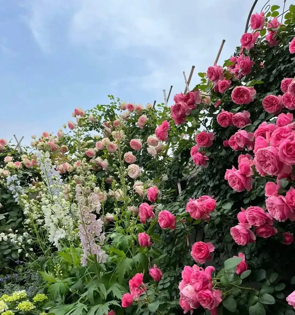 夏天開始,玫瑰花病蟲不斷,3種「綠色殺蟲劑」,噴上就好使!