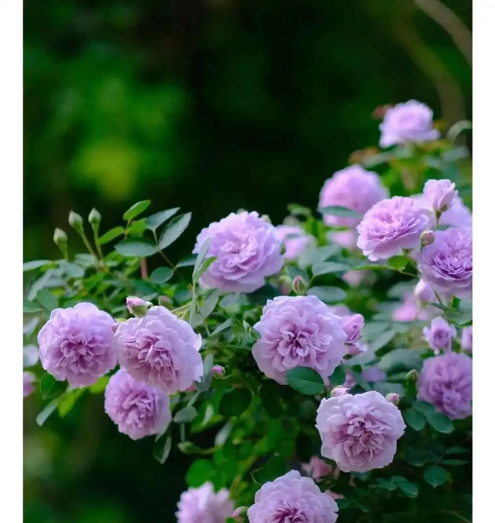 夏天開始,玫瑰花病蟲不斷,3種「綠色殺蟲劑」,噴上就好使!