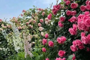 夏天開始，玫瑰花病蟲不斷，3種「綠色殺蟲劑」，噴上就好使！