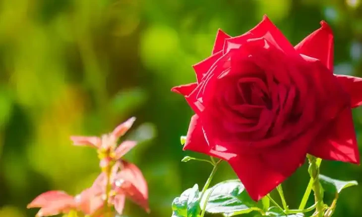 玫瑰花怎麼養才不會枯萎？這樣一處理，花開精緻，180天開不敗
