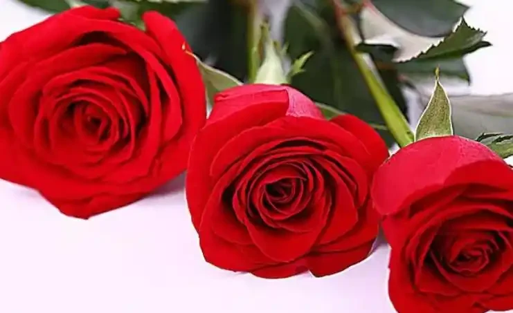 玫瑰花怎麼養才不會枯萎？這樣一處理，花開精緻，180天開不敗