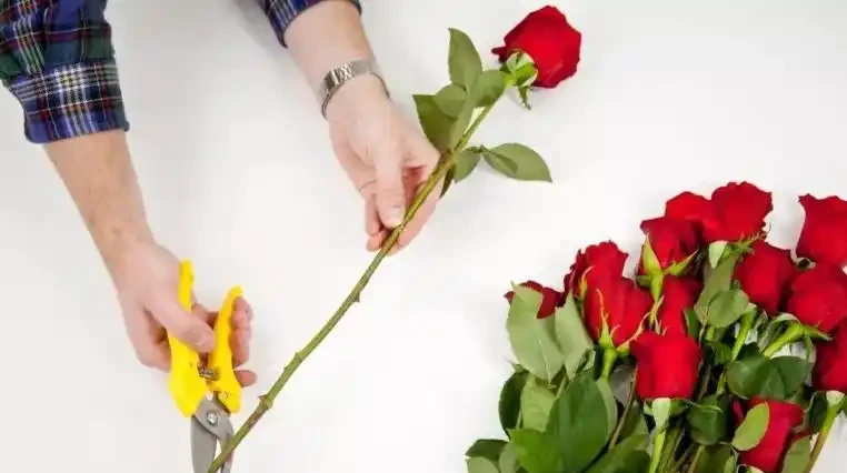 玫瑰花怎麼養才不會枯萎？這樣一處理，花開精緻，180天開不敗