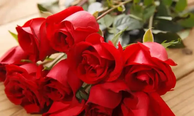 玫瑰花怎麼養才不會枯萎？這樣一處理，花開精緻，180天開不敗