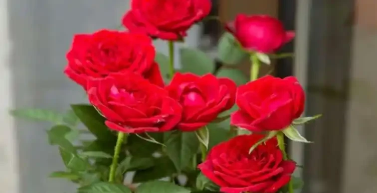玫瑰花怎麼養才不會枯萎？這樣一處理，花開精緻，180天開不敗