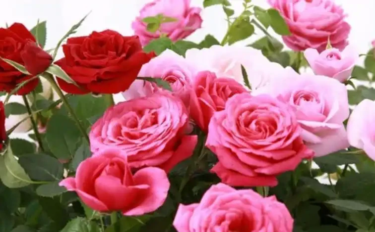 玫瑰花怎麼養才不會枯萎？這樣一處理，花開精緻，180天開不敗