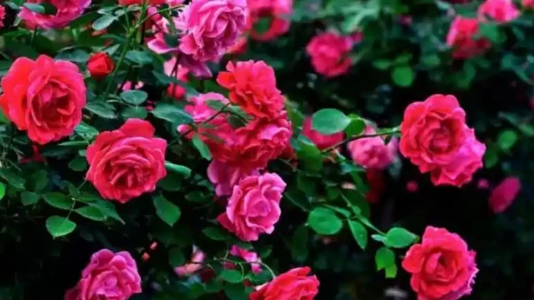 玫瑰花怎麼養才不會枯萎？這樣一處理，花開精緻，180天開不敗