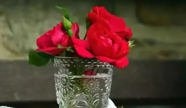 玫瑰花怎麼養才不會枯萎？這樣一處理，花開精緻，180天開不敗