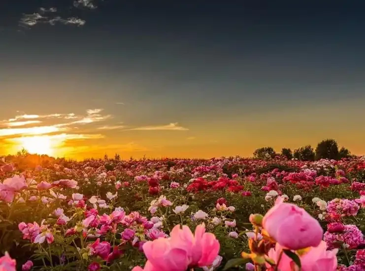玫瑰花怎麼養才不會枯萎？這樣一處理，花開精緻，180天開不敗