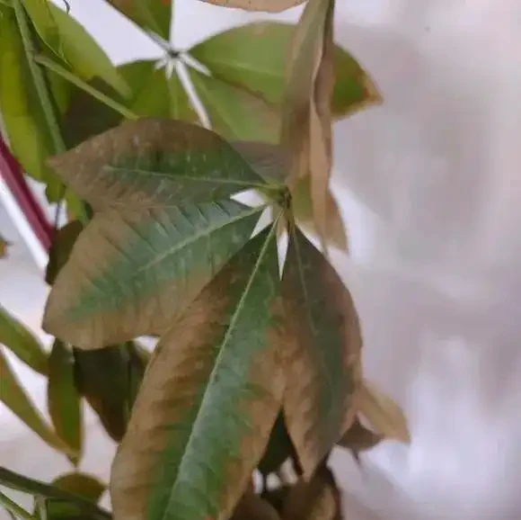 養不活的發財樹，買的時候綠油油，一到家裡，7天就黃葉！