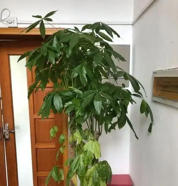 養不活的發財樹，買的時候綠油油，一到家裡，7天就黃葉！