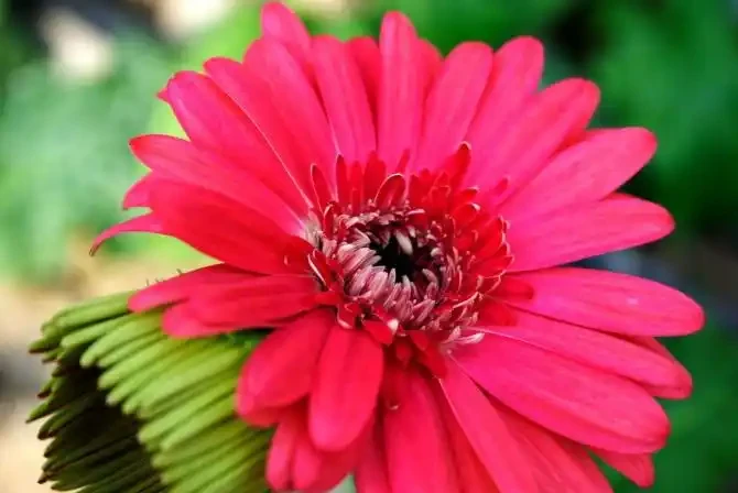 「現在」插枝這10種花,長根快,一個周就長芽!