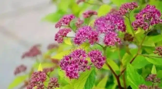 「現在」插枝這10種花,長根快,一個周就長芽!