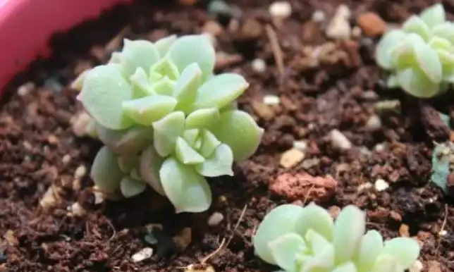 別再買這10種花了,掐個葉子,過幾天就「長根發芽」,變小苗