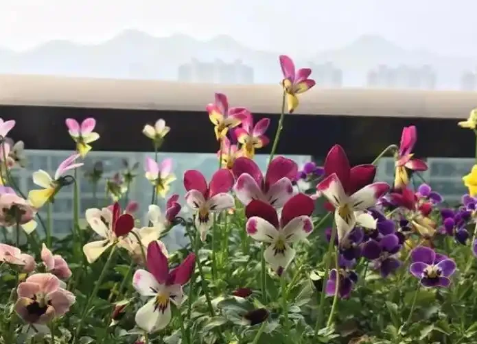 別再買這10種花了,掐個葉子,過幾天就「長根發芽」,變小苗
