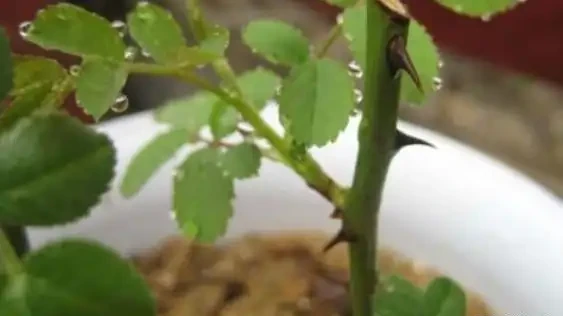 「現在」插枝這10種花,長根快,一個周就長芽!