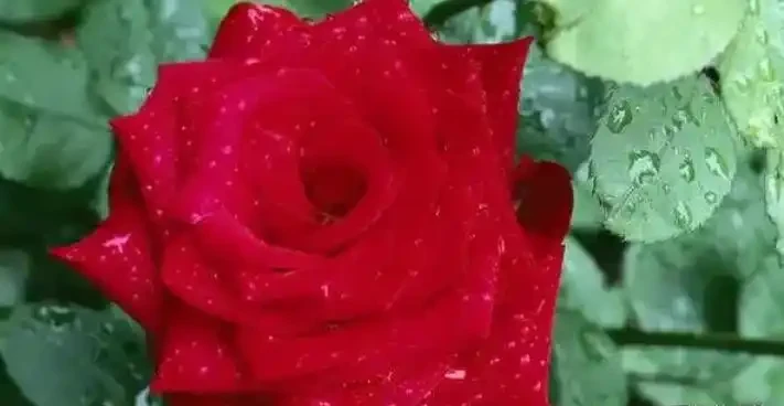 別再買這10種花了,掐個葉子,過幾天就「長根發芽」,變小苗