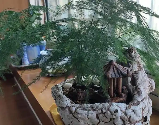 「現在」插枝這10種花,長根快,一個周就長芽!