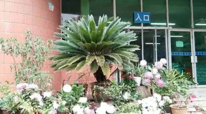 別再買這10種花了,掐個葉子,過幾天就「長根發芽」,變小苗