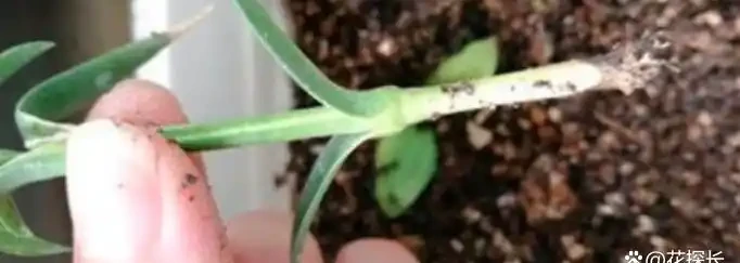 「現在」插枝這10種花,長根快,一個周就長芽!