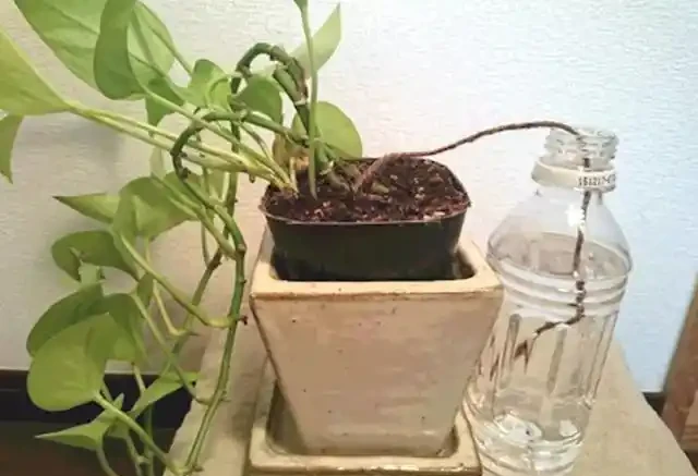 離家幾天盆栽沒人澆水怎麼辦?自制簡單的「自動澆水器」!