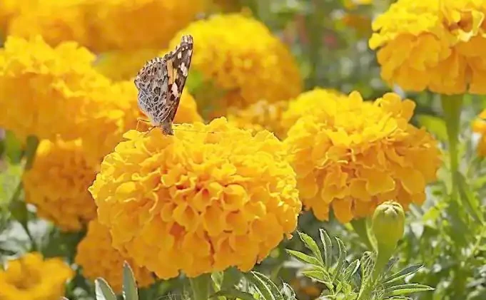 「現在」插枝這10種花,長根快,一個周就長芽!