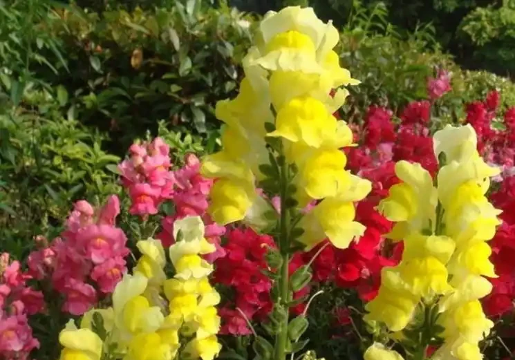 「現在」插枝這10種花,長根快,一個周就長芽!