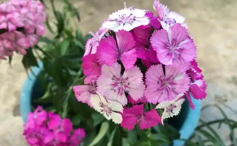 「現在」插枝這10種花,長根快,一個周就長芽!