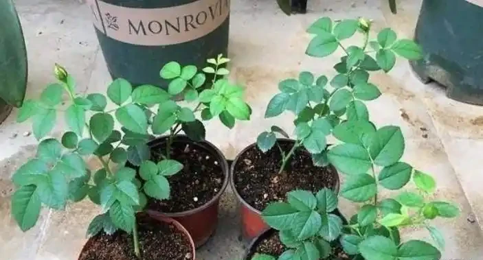 「現在」插枝這10種花,長根快,一個周就長芽!
