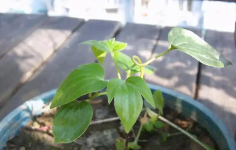 「現在」插枝這10種花,長根快,一個周就長芽!