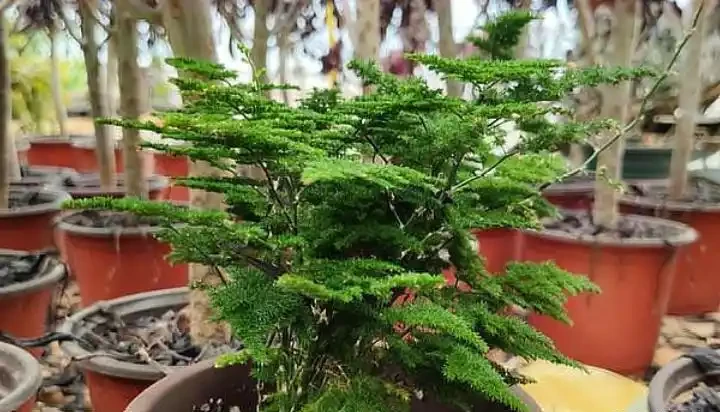 「現在」插枝這10種花,長根快,一個周就長芽!