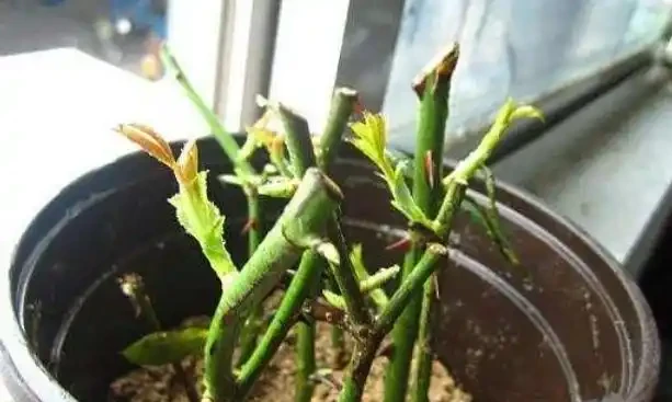 「現在」插枝這10種花,長根快,一個周就長芽!